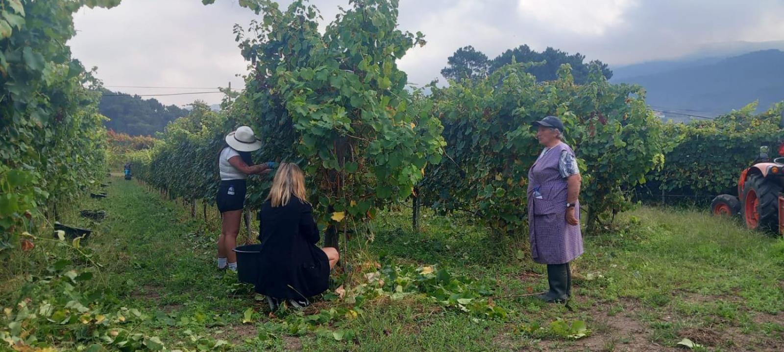 Casinha Ponte Nova Villa Monção Dış mekan fotoğraf